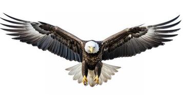 soaring eagle white background photo