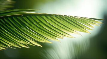 capture palm leaves isolated photo