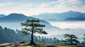 misty pine tree in a forrest photo