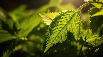 sting stinging nettle leaf photo