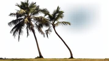 tropical tree on transparent background photo