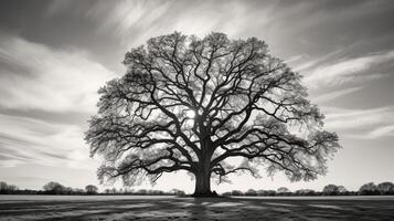 filter black and white tree photo
