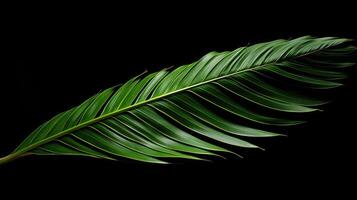 contrast palm leaf isolated photo