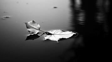 serenity black and white leaf photo