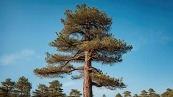 branches pine tree trunk photo