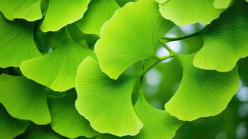 leaves ginkgo tree photo