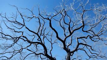branches leafless trees photo