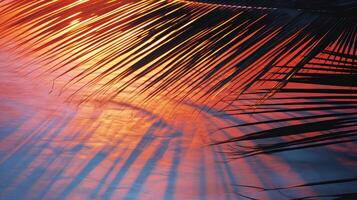 silhouette palm leaf shadow photo