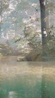pond in a forest with fog video