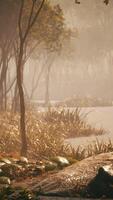 pond in a forest with fog video