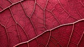 benefits red raspberry leaf photo