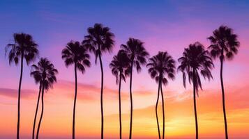 beach palm tree gradient photo