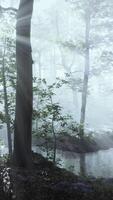 neblina brilhante na floresta à noite video