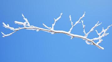 photography white tree branch photo