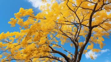 trunk gingko tree photo