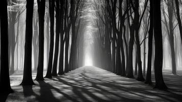 nature black and white trees photo