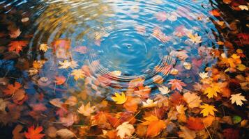 floating fall leaves circle photo