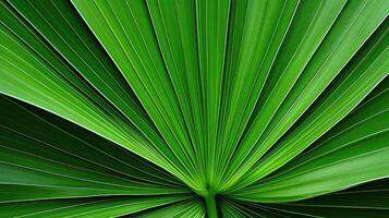 leaf sabal palm tree photo