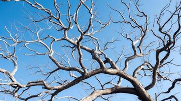 twisted bare tree branches photo