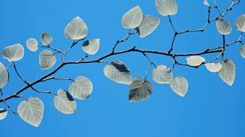 branch leaf and dot pattern photo