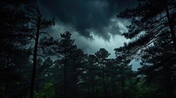 branches forest tree silhouette photo
