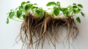 ivy plant with roots photo