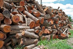 Firewood stack. Staple of biomass, arranged firewood for Longan photo