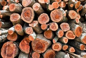 Firewood stack. Staple of biomass. photo