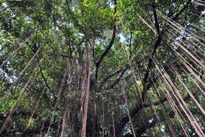 branch of banyan tree. photo
