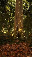 Sun beams through thick trees branches in dense green forest video