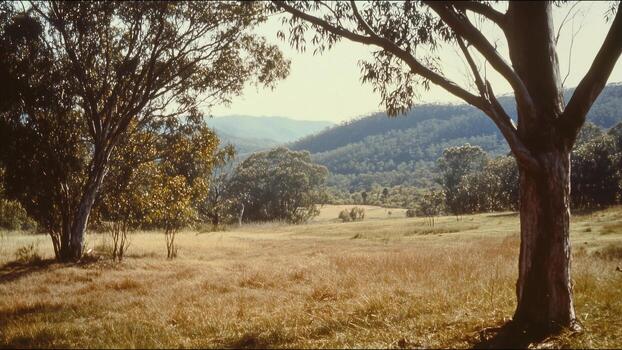A field with trees in the background and a tree in the foreground photo
