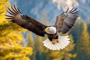 Majestic Bald Eagle Soaring Over Forest Landscape photo