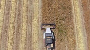 Two harvesters Operating in agricultural field, directly above Aerial view video