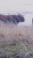 Two cows standing in a field behind a fence video