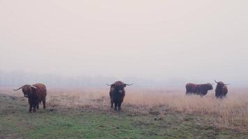 Highland cattle in the fog video