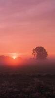 A sunrise over a field with fog and trees video