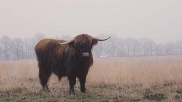 A cow standing in a field with trees in the background video