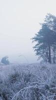 Frosty grass and trees in a field video