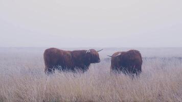Two cows standing in a field of tall grass video