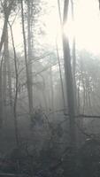 A foggy forest with trees and sun shining through video