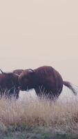Two brown cows standing in a field video