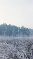 Frosty grass and trees in a field video
