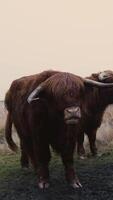 Two cows standing in a field video