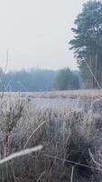 A field of grass and trees covered in frost video