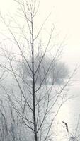 A tree is standing in the middle of a lake video