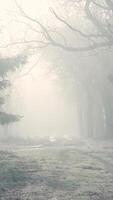 A path in the foggy woods with trees and grass video