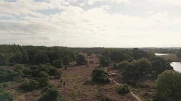 An aerial view of a forest and a river video