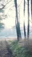 A path through the woods with trees and fog video