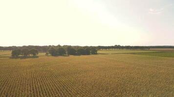 An aerial view of a field with trees and grass video