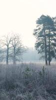A field with trees and grass covered in frost video